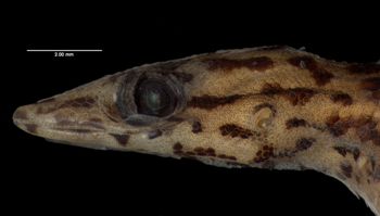 Media type: image;   Herpetology R-81036